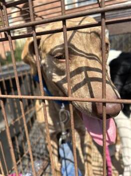 Rescue Labrador Retriever and Mixed Breed Dogs for Adoption in Houston, Texas - A644746 | PetCurious