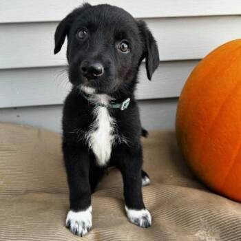 Prairie -  Mixed Breed Dog for Adoption in Saskatoon, Saskatchewan - Prairie | PetCurious