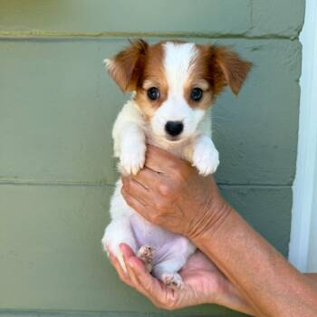 Chihuahua Dogs Available for Adoption in Tampa, Florida - Eggnog | PetCurious