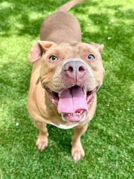 Mixed Breed Dogs Available for Adoption in Daytona Beach, Florida - Kilo - 3 | PetCurious