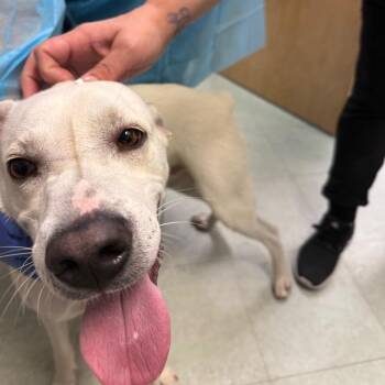 Sir Nubby -  Mixed Breed Dog for Adoption in Philadelphia, Pennsylvania - Sir Nubby | PetCurious