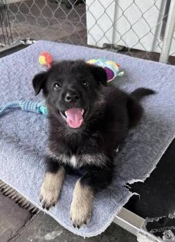 *Katya -  German Shepherd Dog Dog for Adoption in Fort Worth, Texas - *Katya | PetCurious