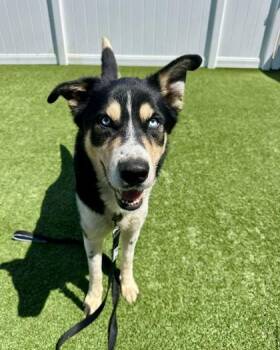 Blue -  Husky Dog for Adoption in Downers Grove, Illinois - Blue | PetCurious