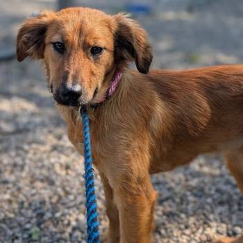 Mixed Breed Dogs Available for Adoption in West Olive, Michigan - Jenna | PetCurious