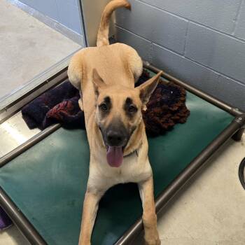 German Shepherd Dog and Husky Dogs Available for Adoption - Koko | PetCurious