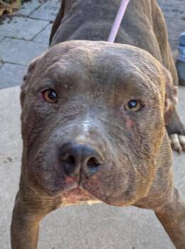 RIP -  Pit Bull Terrier Dog for Adoption in Elizabethton, Tennessee - RIP | PetCurious
