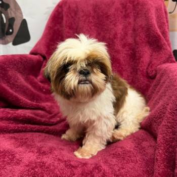 Bettie - 9686 -  Shih Tzu Dog for Adoption in Uniontown, Pennsylvania - Bettie - 9686 | PetCurious