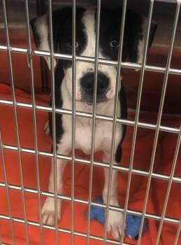 Rescue Labrador Retriever Dogs for Adoption in Parma, Ohio - Spud | PetCurious