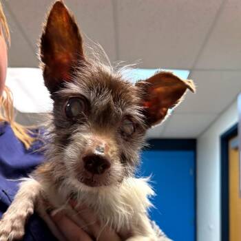 Toy Fox Terrier Dogs Available for Adoption in Vineland, New Jersey - Chloe | PetCurious