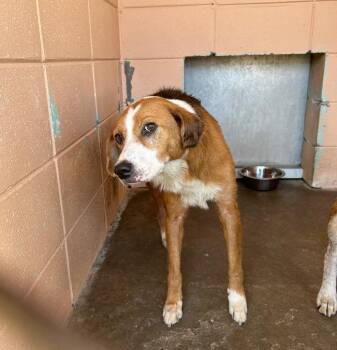 Sarah -  Hound Dog Available for Adoption in Gautier, Mississippi - Sarah | PetCurious