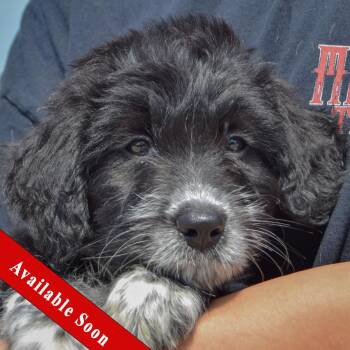 Cal -  Poodle and Australian Cattle Dog Blue Heeler Dog for Adoption in Huntley, Illinois - Cal | PetCurious