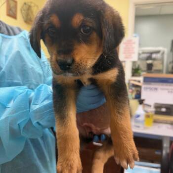 Hound and Mixed Breed Dogs Available for Adoption - Miranda | PetCurious