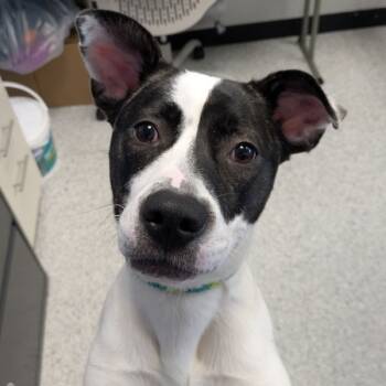 Rescue Terrier Dogs for Adoption in Des Moines, Iowa - Akira | PetCurious