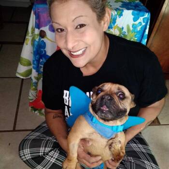 French Bulldog Dogs Available for Adoption - Honey | PetCurious