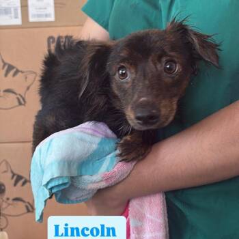 Chihuahua Dogs Available for Adoption in Tampa, Florida - Lincoln | PetCurious
