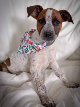 Rescue Hound and Shepherd Dogs for Adoption in Trenton, New Jersey - Vlassy | PetCurious