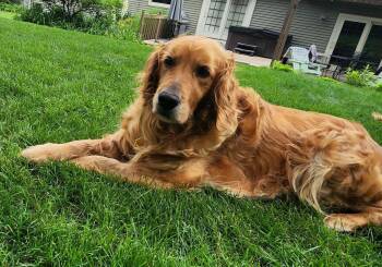 Lyla -  Golden Retriever Dog for Adoption in Holiday Hills, Illinois - Lyla | PetCurious