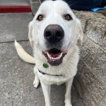 Akbash and Great Pyrenees Dogs Available for Adoption in Ashland, Oregon - Lumi | PetCurious