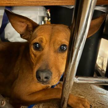 Chihuahua and German Shepherd Dog Dogs Available for Adoption - EMMA | PetCurious