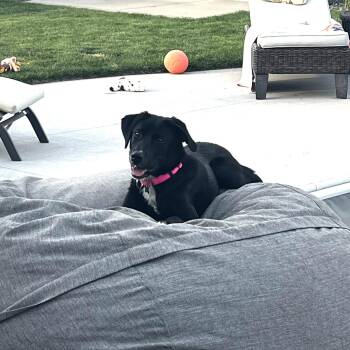 Erling -  Labrador Retriever Dog for Adoption in Fargo, North Dakota - Erling | PetCurious