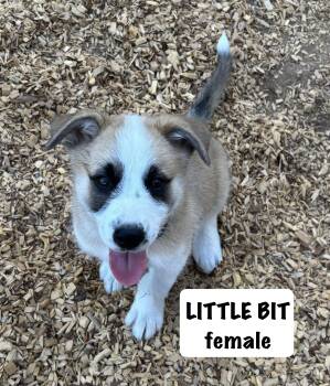 Little bit -  Great Pyrenees and Belgian Shepherd Malinois Dog for Adoption in Sonora, California - Little Bit | PetCurious