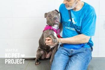 Seattle -  Pit Bull Terrier and Mixed Breed Dog for Adoption in Kansas City, Missouri - Seattle | PetCurious