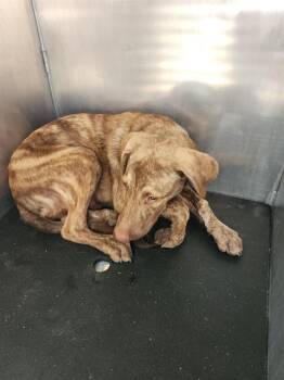 DOTTIE HOTROD -  American Staffordshire Terrier Dog for Adoption in San Antonio, Texas - DOTTIE HOTROD | PetCurious