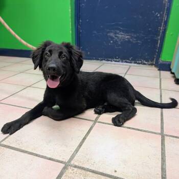 Law -  German Shepherd Dog Dog for Adoption in Newburgh, Indiana - Law | PetCurious