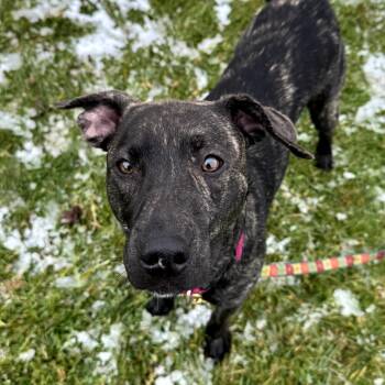 Rescue Mixed Breed Dogs for Adoption in Middlebury, Vermont - Ayana | PetCurious
