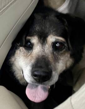 Rescue Shepherd Dogs for Adoption in Plainfield, Illinois - Bear | PetCurious