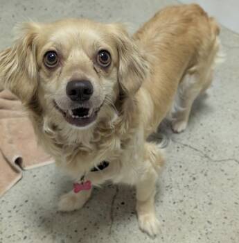 Spaniel Dogs Available for Adoption in Thousand Oaks, California - Magnolia  | PetCurious