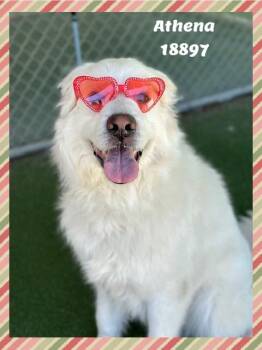 Great Pyrenees Dogs Available for Adoption in Marietta, Georgia - ATHENA | PetCurious