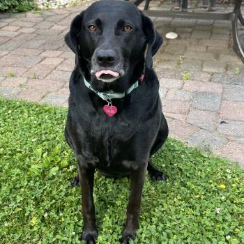 Salem -  Labrador Retriever Dog for Adoption in Elkton, Maryland - Salem | PetCurious