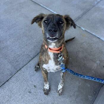 Mixed Breed Dogs Available for Adoption in Bend, Oregon - Tigger | PetCurious