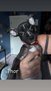 Thor (Marvel 7) -  Pit Bull Terrier and Mixed Breed Dog for Adoption - Thor (Marvel 7) | PetCurious
