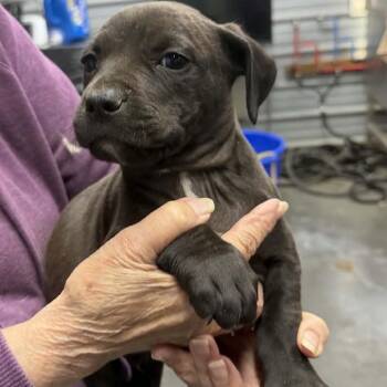 Mixed Breed Dogs Available for Adoption in Princeton, Kentucky - Momma Mia + 4 Pups | PetCurious