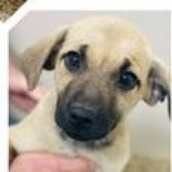 Shepherd and Mixed Breed Dogs Available for Adoption in Tampa, Florida - Tulsa | PetCurious
