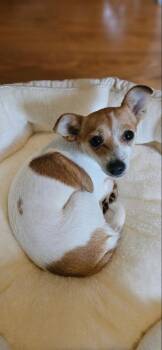 Sunny -  Chihuahua and Rat Terrier Dog for Adoption in San Francisco, California - Sunny | PetCurious