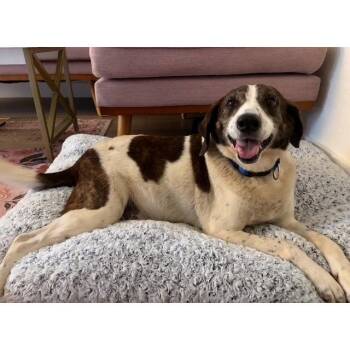 Roomie -  English Pointer Dog Available for Adoption in Denver, Colorado - Roomie | PetCurious