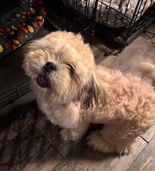 Liam -  Shih Tzu Dog for Adoption in Verona, New Jersey - Liam | PetCurious