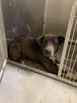 Labrador Retriever and Mixed Breed Dogs Available for Adoption - A607141 | PetCurious