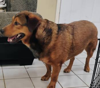 MARCUS -  German Shepherd Dog Dog for Adoption in Saint Jo, Texas - MARCUS | PetCurious