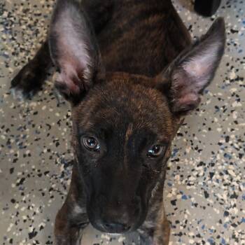 Heidi -  Terrier Dog for Adoption in Ferndale, Michigan - Heidi | PetCurious