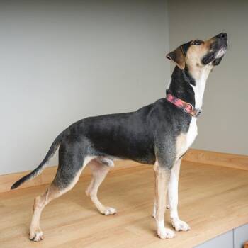 Teddy D71359 -  Beagle and Mixed Breed Dog for Adoption in Minnetonka, Minnesota - Teddy D71359 | PetCurious