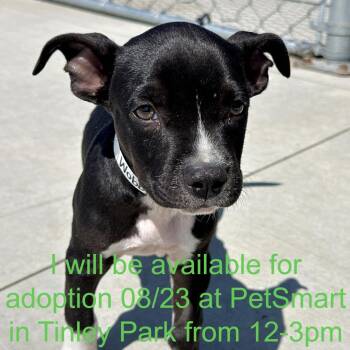Wobby -  Pit Bull Terrier Dog for Adoption in Matteson, Illinois - Wobby | PetCurious