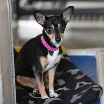 Rescue Chihuahua Dogs for Adoption in Peyton, Colorado - Cupie (OT25-152) | PetCurious