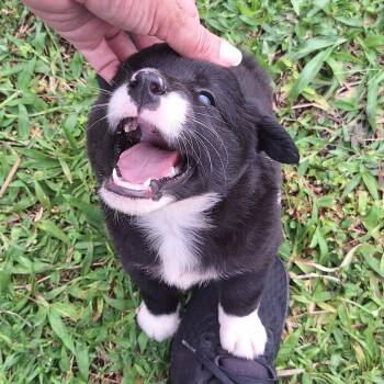 Labrador Retriever and Chihuahua Dogs Available for Adoption in New York, New York - PRINCESS TIANA "Disney Litter" (out Of Town) | PetCurious