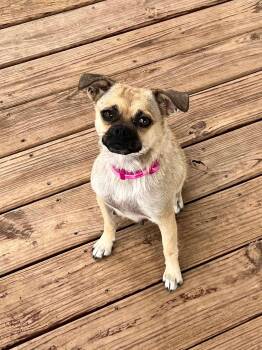 Paisley -  Pug Dog for Adoption in Estes Park, Colorado - Paisley | PetCurious
