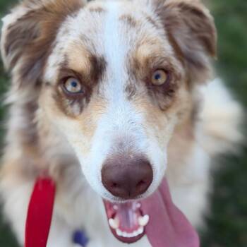 Bronco -  Australian Shepherd and Mixed Breed Dog for Adoption in San Francisco, California - Bronco | PetCurious
