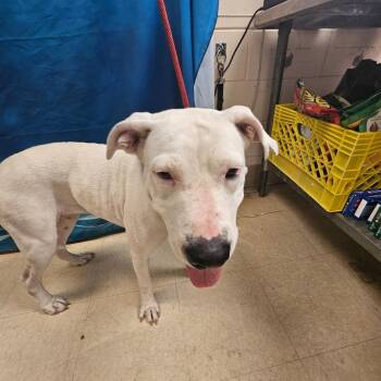 Mixed Breed Dogs Available for Adoption in Lake Panasoffkee, Florida - Winter | PetCurious